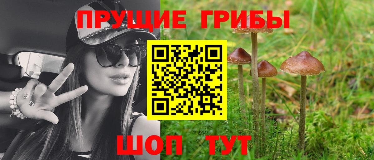 купить наркотики цена  Вход с VPN  Тара  Псилоцибиновые грибы Psilocybine cubensis 